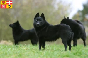 Lire la suite à propos de l’article Éleveurs et chiots de Schipperke en Auvergne-Rhône-Alpes