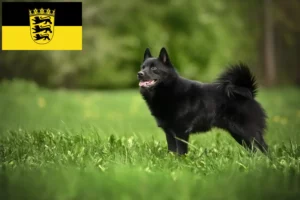 Lire la suite à propos de l’article Éleveurs et chiots de Schipperke dans le Bade-Wurtemberg