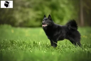 Lire la suite à propos de l’article Éleveurs de Schipperke et chiots en Corse