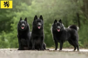 Lire la suite à propos de l’article Éleveurs de Schipperke et chiots en Flandre