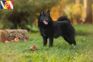 Lire la suite à propos de l’article Éleveurs de Schipperke et chiots en Grand Est