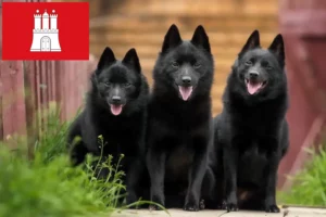 Lire la suite à propos de l’article Éleveurs de Schipperke et chiots à Hambourg