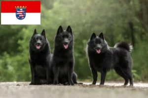 Lire la suite à propos de l’article Éleveurs de Schipperke et chiots en Hesse