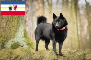 Lire la suite à propos de l’article Éleveurs de Schipperke et chiots dans le Mecklembourg-Poméranie occidentale