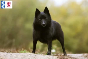 Lire la suite à propos de l’article Éleveurs et chiots de Schipperke en Nouvelle-Aquitaine