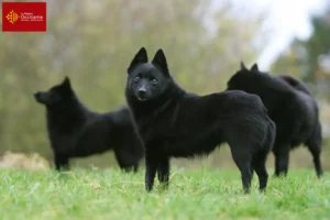 Lire la suite à propos de l’article Éleveurs de Schipperke et chiots en Occitanie