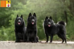 Lire la suite à propos de l’article Éleveurs de Schipperke et chiots en Provence-Alpes-Côte d’Azur