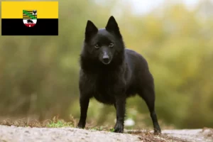 Lire la suite à propos de l’article Éleveurs de Schipperke et chiots en Saxe-Anhalt