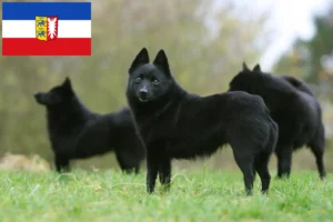 Lire la suite à propos de l’article Éleveurs et chiots de Schipperke dans le Schleswig-Holstein