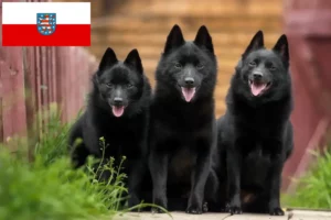 Lire la suite à propos de l’article Éleveurs et chiots de Schipperke en Thuringe