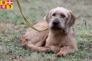 Lire la suite à propos de l’article Éleveurs et chiots de chèvres à poil dur de Styrie en Auvergne-Rhône-Alpes