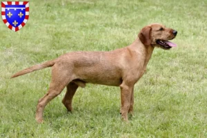 Lire la suite à propos de l’article Éleveurs et chiots de chèvres à poil dur de Styrie en Centre-Val de Loire