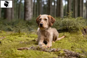 Lire la suite à propos de l’article Éleveurs de chèvres à poil dur de Styrie et chiots en Corse