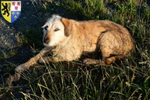 Lire la suite à propos de l’article Éleveurs et chiots de chèvres à poil dur de Styrie en Hauts-de-France