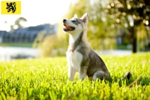 Lire la suite à propos de l’article Alaskan Klee Kai éleveurs et chiots en Flandre