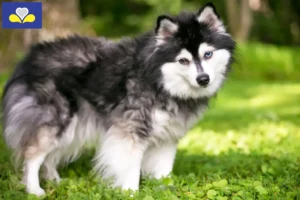 Lire la suite à propos de l’article Alaskan Klee Kai Éleveurs et chiots en Région de Bruxelles-Capitale