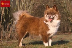 Lire la suite à propos de l’article Éleveurs de chiens lapins finlandais et chiots en Occitanie