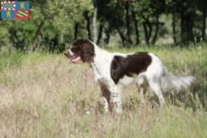 Lire la suite à propos de l’article Éleveurs d’Épagneuls français et chiots en Bourgogne-Franche-Comté