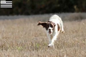 Lire la suite à propos de l’article Éleveurs d’Épagneuls français et chiots en Bretagne