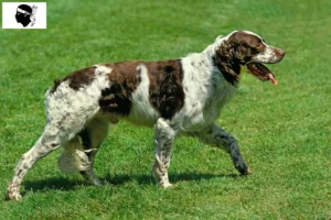 Lire la suite à propos de l’article Épagneul français Éleveurs et chiots en Corse