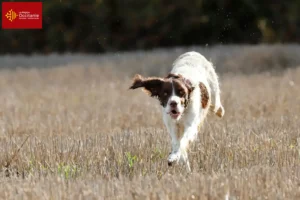 Lire la suite à propos de l’article Éleveurs d’Épagneul français et chiots en Occitanie