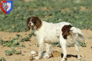 Lire la suite à propos de l’article Épagneul français Éleveurs et chiots en Pays de la Loire