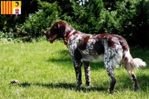 Lire la suite à propos de l’article Éleveurs d’Épagneul français et chiots en Provence-Alpes-Côte d’Azur