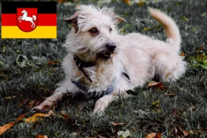 Lire la suite à propos de l’article Irish Glen of Imaal Terrier éleveurs et chiots en Basse-Saxe