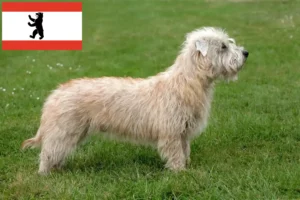 Lire la suite à propos de l’article Irish Glen of Imaal Terrier éleveurs et chiots à Berlin