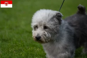 Lire la suite à propos de l’article Irish Glen of Imaal Terrier éleveurs et chiots dans le Brandebourg