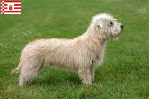 Lire la suite à propos de l’article Irish Glen of Imaal Terrier éleveurs et chiots à Brême