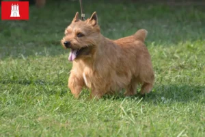 Lire la suite à propos de l’article Irish Glen of Imaal Terrier éleveurs et chiots à Hambourg