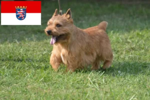 Lire la suite à propos de l’article Irish Glen of Imaal Terrier éleveurs et chiots en Hesse