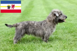 Lire la suite à propos de l’article Irish Glen of Imaal Terrier éleveurs et chiots dans le Mecklembourg-Poméranie occidentale