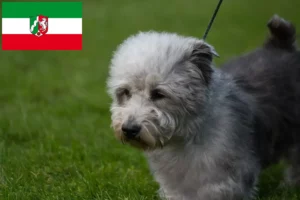 Lire la suite à propos de l’article Irish Glen of Imaal Terrier éleveurs et chiots en Rhénanie-du-Nord-Westphalie