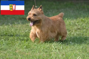 Lire la suite à propos de l’article Irish Glen of Imaal Terrier éleveurs et chiots dans le Schleswig-Holstein