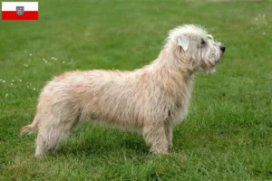 Lire la suite à propos de l’article Irish Glen of Imaal Terrier éleveurs et chiots en Thuringe