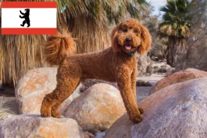 Lire la suite à propos de l’article Éleveurs de Labradoodle et chiots à Berlin