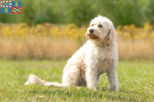 Lire la suite à propos de l’article Éleveurs de Labradoodle et chiots en Bourgogne-Franche-Comté