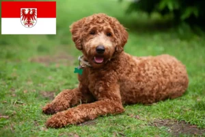 Lire la suite à propos de l’article Éleveurs de Labradoodle et chiots dans le Brandebourg