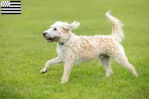 Lire la suite à propos de l’article Éleveurs de Labradoodle et chiots en Bretagne