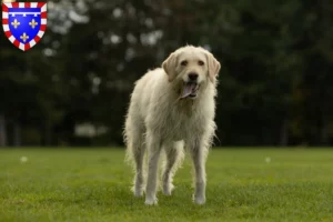 Lire la suite à propos de l’article Éleveurs de Labradoodle et chiots en Centre-Val de Loire