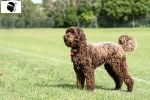 Lire la suite à propos de l’article Éleveurs de Labradoodle et chiots en Corse