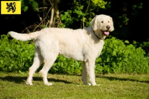 Lire la suite à propos de l’article Éleveurs de Labradoodle et chiots en Flandre