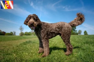 Lire la suite à propos de l’article Éleveurs de Labradoodle et chiots en Grand Est