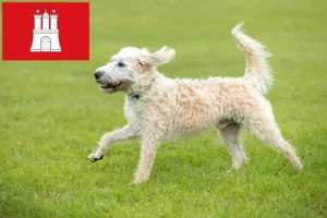 Lire la suite à propos de l’article Éleveurs de Labradoodle et chiots à Hambourg