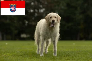 Lire la suite à propos de l’article Éleveurs de Labradoodle et chiots en Hesse