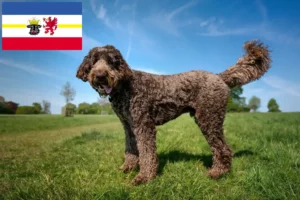 Lire la suite à propos de l’article Éleveurs de Labradoodle et chiots dans le Mecklembourg-Poméranie occidentale