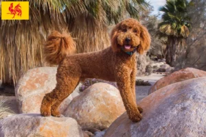 Lire la suite à propos de l’article Éleveurs de Labradoodle et chiots en Région wallonne