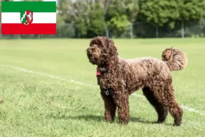 Lire la suite à propos de l’article Éleveurs de Labradoodle et chiots en Rhénanie-du-Nord-Westphalie